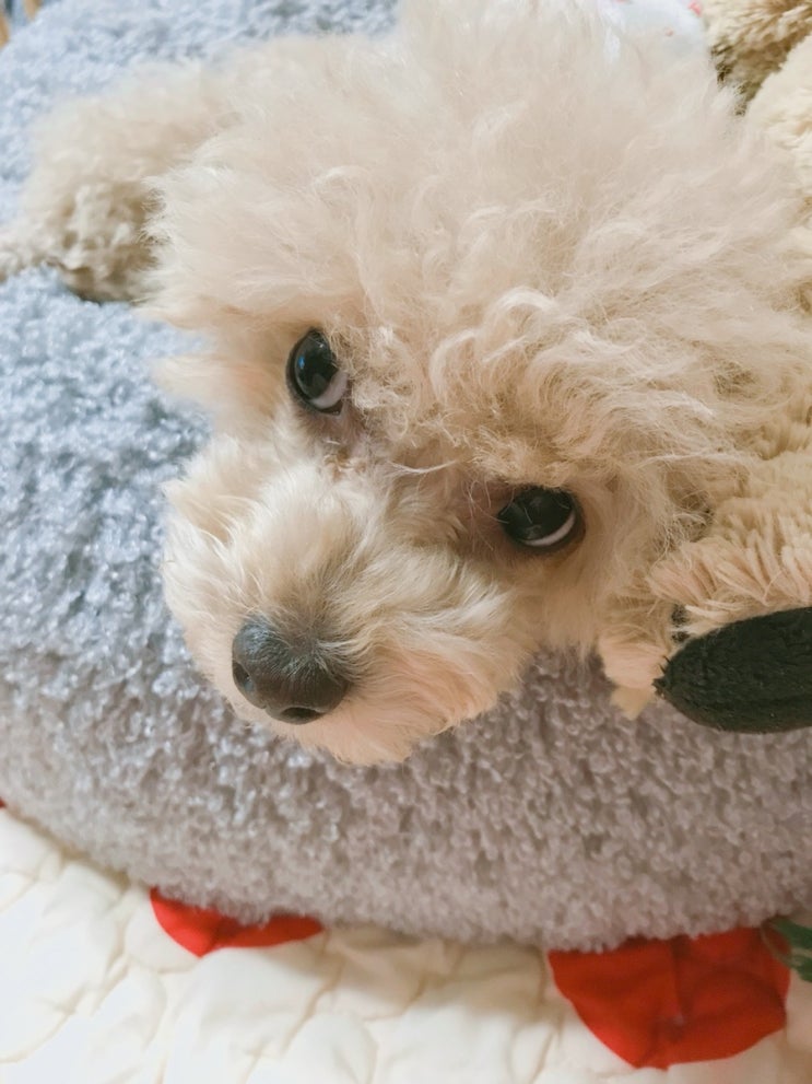  [반려견나이정보] 강아지나이계산법 우리강아지사람나이 네이버나이계산기