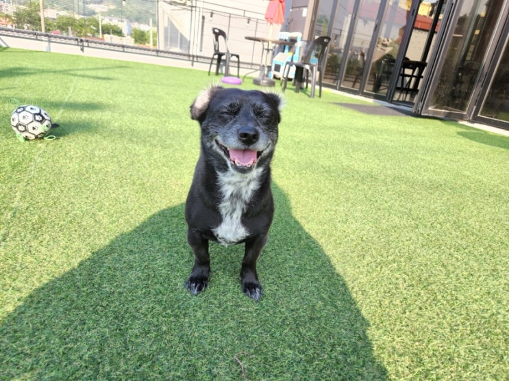 남양주 애견카페 개다방에서 시츄 친구들과 개모임 남양주 애견카페 개다방에서 시츄 친구들과 개모임
