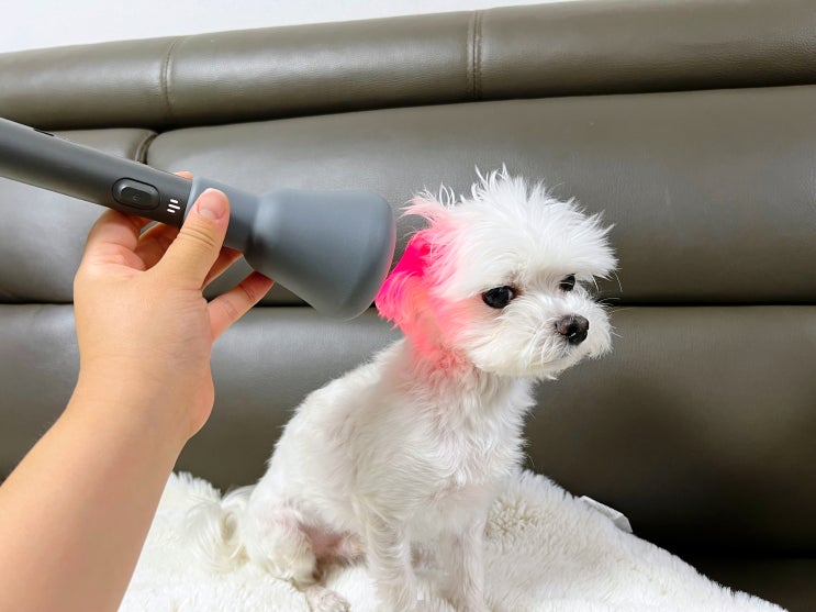  강아지 귀염증 제디 UV펫큐어라이트로 관리해요