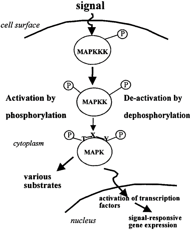 키네이스(키나아제) kinases 알아보기