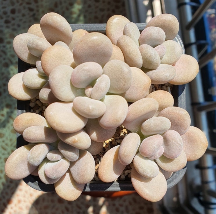  홍미인,Pachyphytum oviferum cv.