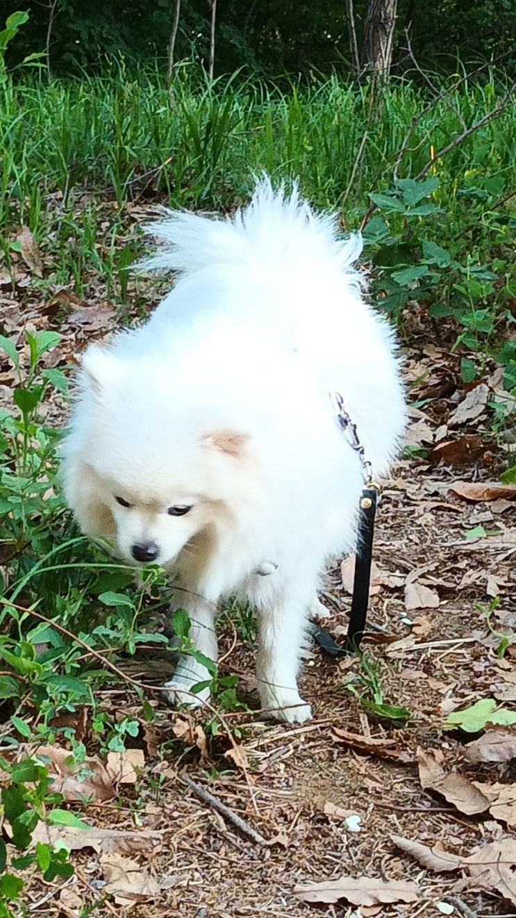  해지는 풍경 뒷동산 강아지 산책 ️