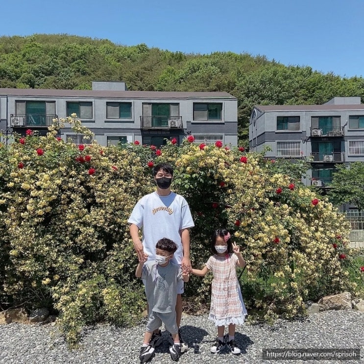  창원 마산 아이와 함께 가기좋은 목향장미 만발한 카페[차오름]