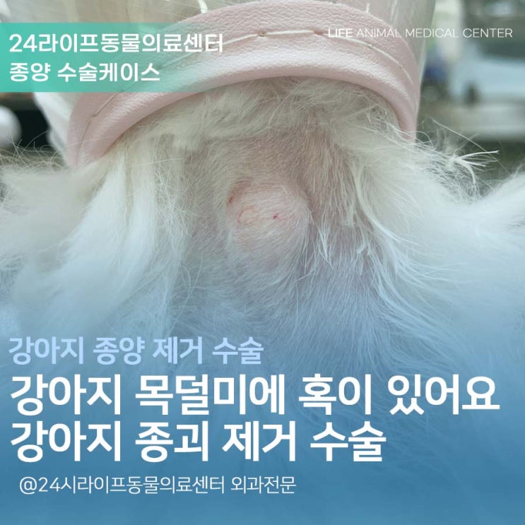 대구 강아지 수술전문 동물병원 : 강아지 목덜미에 혹이 생겼어요! 초소형 강아지 목쪽 종괴 제거 수술