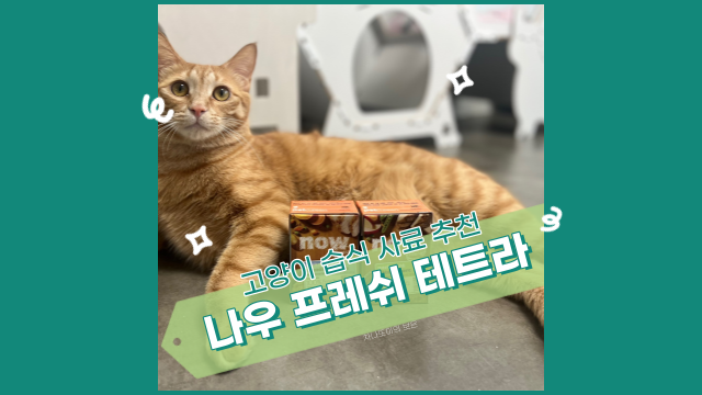  고양이 습식 먹이기 프로젝트, 하루웰 나우 프레쉬 테트라 급여 후기