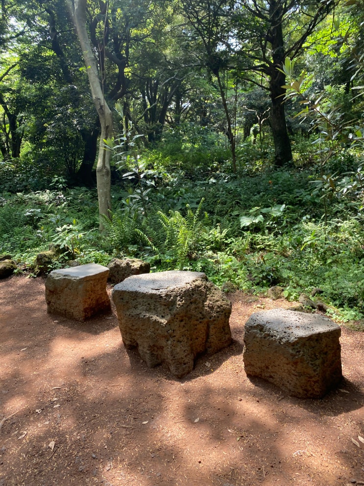 제주도 산책코스 평대리 비자림 제주도 산책코스 평대리 비자림