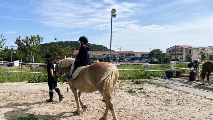 제주도여행코스 서귀포 승마체험 아리온 승마장 아이들체험~