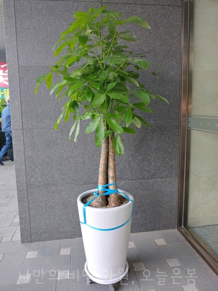  오늘은봄 대전꽃배달 서구 용문동 월평동 정림동 꽃집 당일전국꽃배달 파키라 대전개업화분 집들이선물 거실화분추천