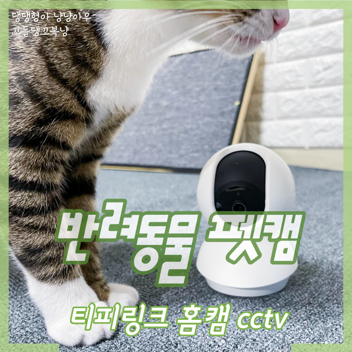  펫카메라 티피링크 홈캠 설치, 반려동물을 위한 펫캠