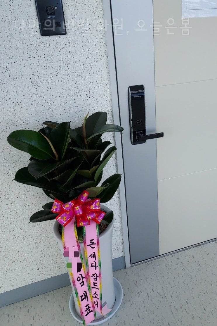  오늘은봄 울산꽃배달 중구 반구동 약사동 학산동 꽃집 당일전국꽃배달 인도고무나무 공기정화식물 울산화분배달