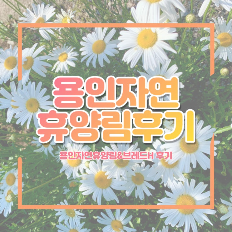 [용인자연휴양림후기] 용인자연휴양림/용인카페 브레드H 후기