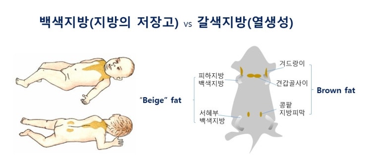  백색지방의 갈색화(browning), 베이지색지방과 갈색지방, 아이리신(Irisin), UCP1,