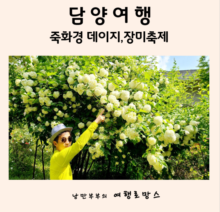  담양명소 5월,6월 추천여행지::담양 죽화경 데이지 장미축제