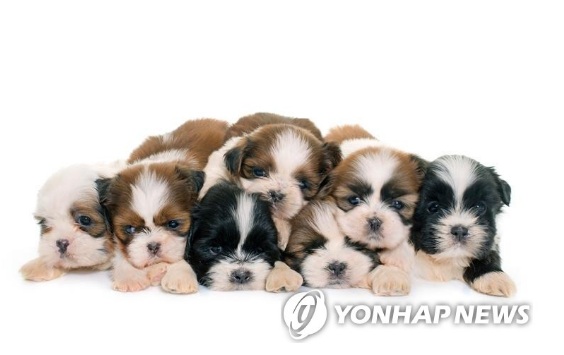 펫 보험 활성화 정책'에 보험업계 반응 미지근...진료 수가 표준화와 반려동물 특정이 먼저 펫 보험 활성화 정책'에 보험업계 반응 미지근...진료 수가 표준화와 반려동물 특정이 먼저