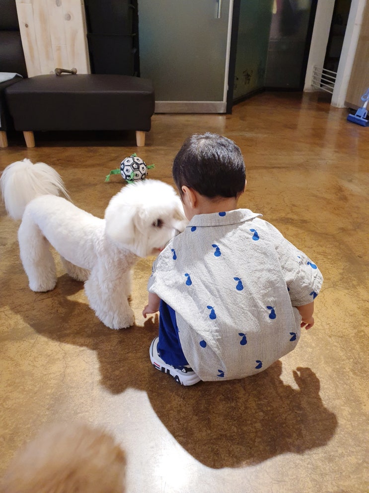  용인 애견카페 큐티멍 강아지 좋아하는 아기랑 갈만한곳