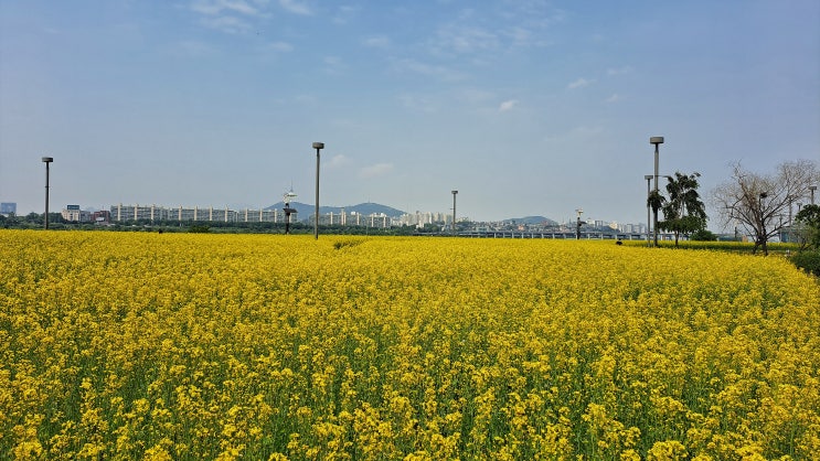서울 5월에 가볼만한 유채꽃이 이쁘게 핀 서래섬