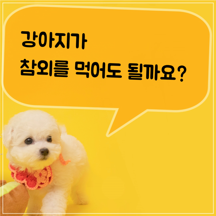 강아지 참외 먹어도 될까요?