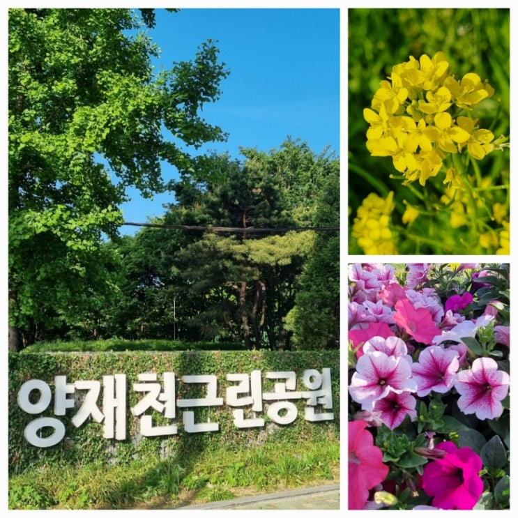  서울 유채꽃 구경/양재천근린공원 산책로/양재천 유채꽃 예쁘다~