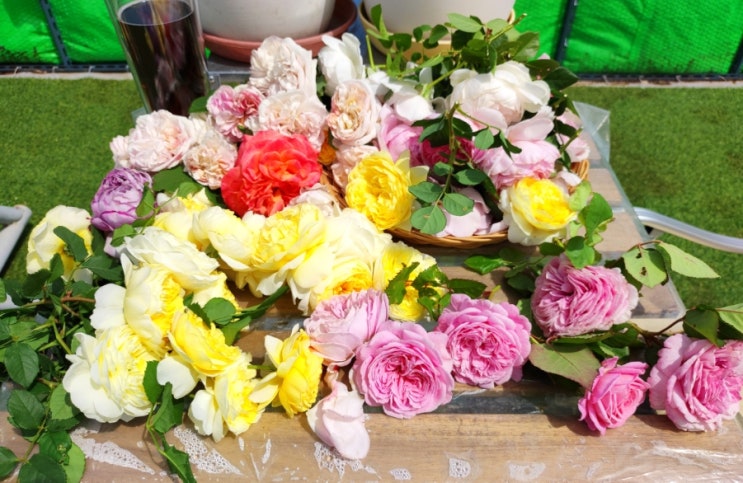  옥상농부의 흔한 주말 & 꽃구경하세요️