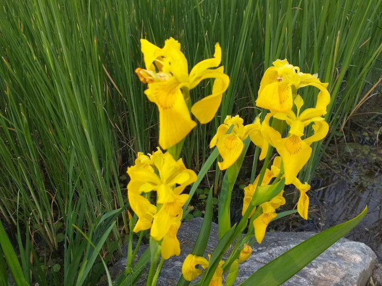  수변공원의 붓꽃