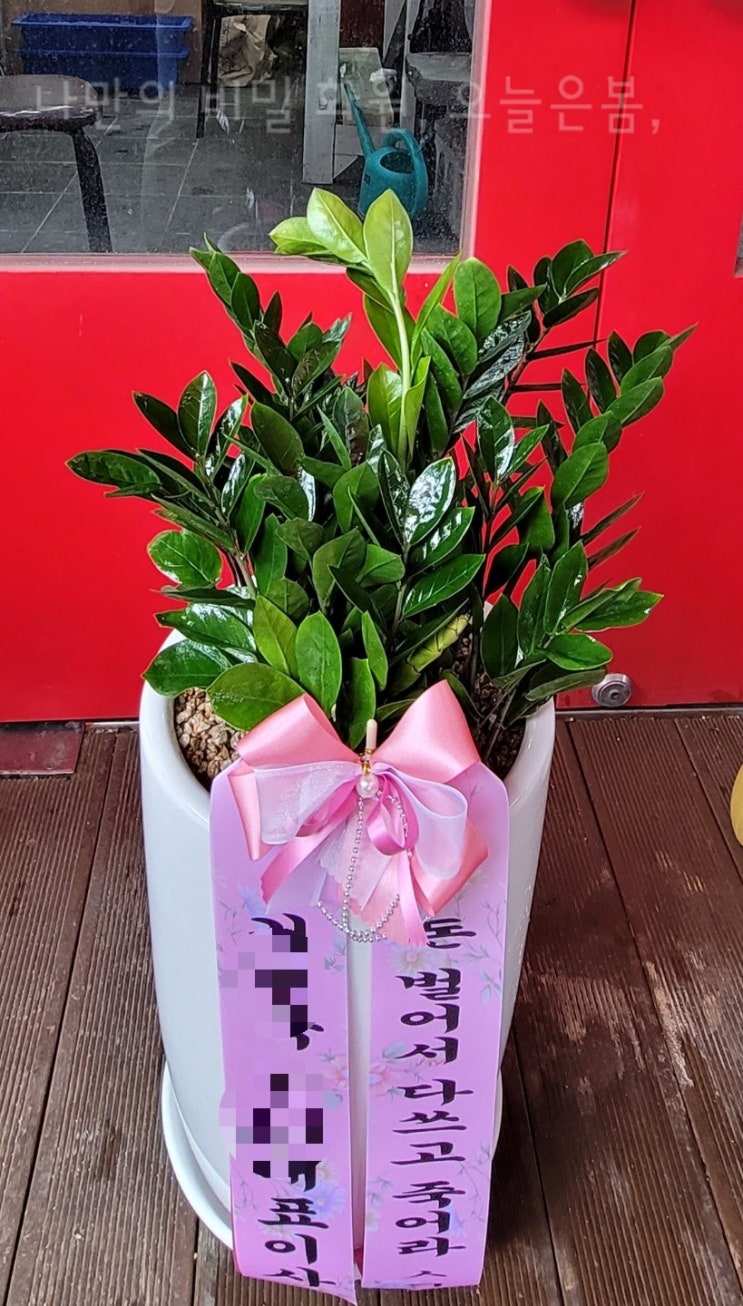  오늘은봄 부산개업화분 남구 대연동 용호동 용당동 꽃집 전국당일꽃배달 금전수 돈나무 돈들어오는식물 부산화분배달