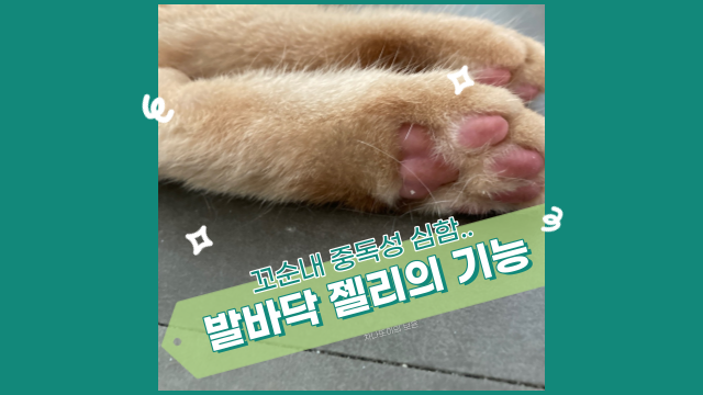  고양이 발바닥 젤리의 기능, 꼬순내만 담당하는 게 아니었어!