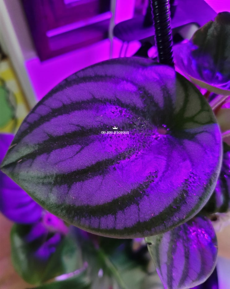  수박페페 물꽂이로 번식하는 방법
