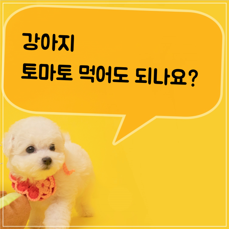  강아지 토마토 먹어도 되나요?