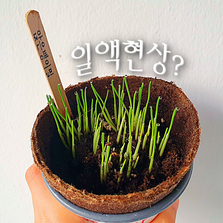  싱그로우 앉은뱅이밀 키우기 싹 났어요- 잎 끝 물방울은 아침 이슬? 일액현상!