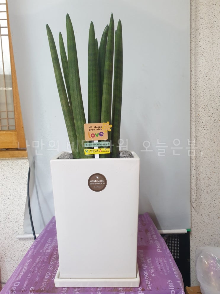  오늘은봄 대전꽃배달 서구 탄방동 대전시청근처 용문역 꽃집 당일전국꽃배달 스투키 대전개업화분 전자파차단식물 오픈선물
