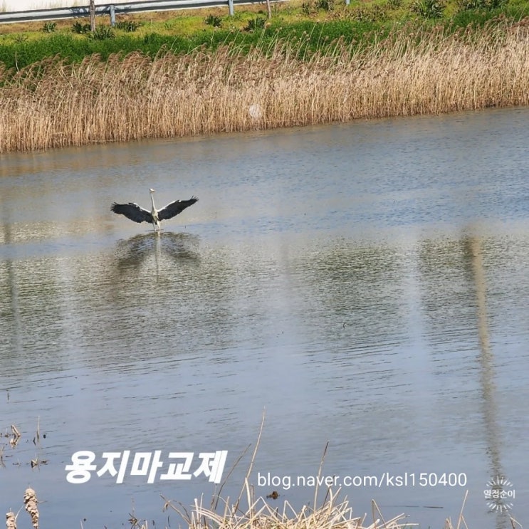 철새를 잡았어요.. 용지마교제