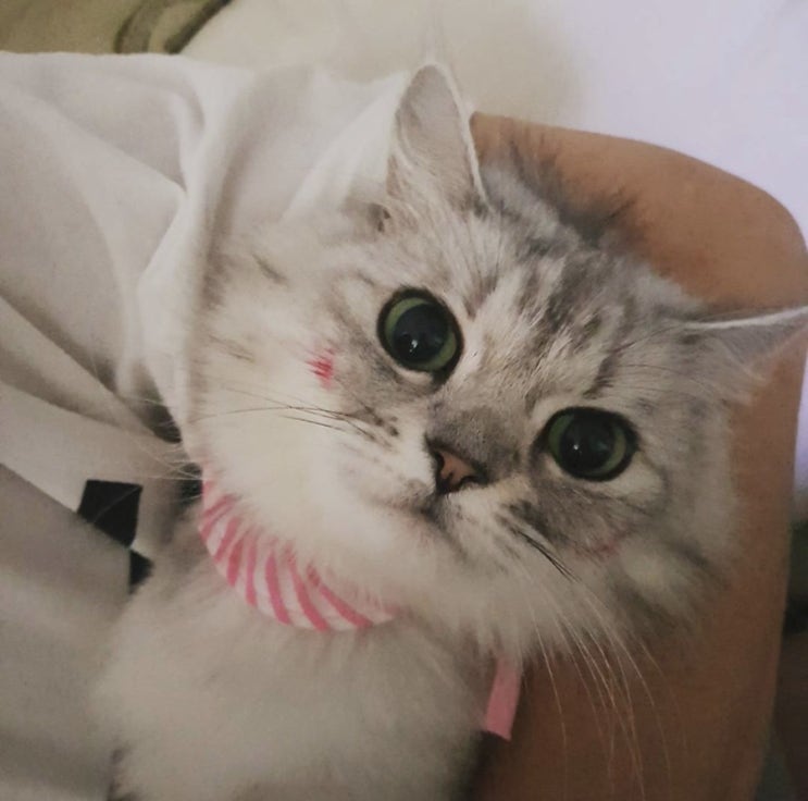  나의 첫 반려묘, 무지개다리 건넌 통이 (흉수)