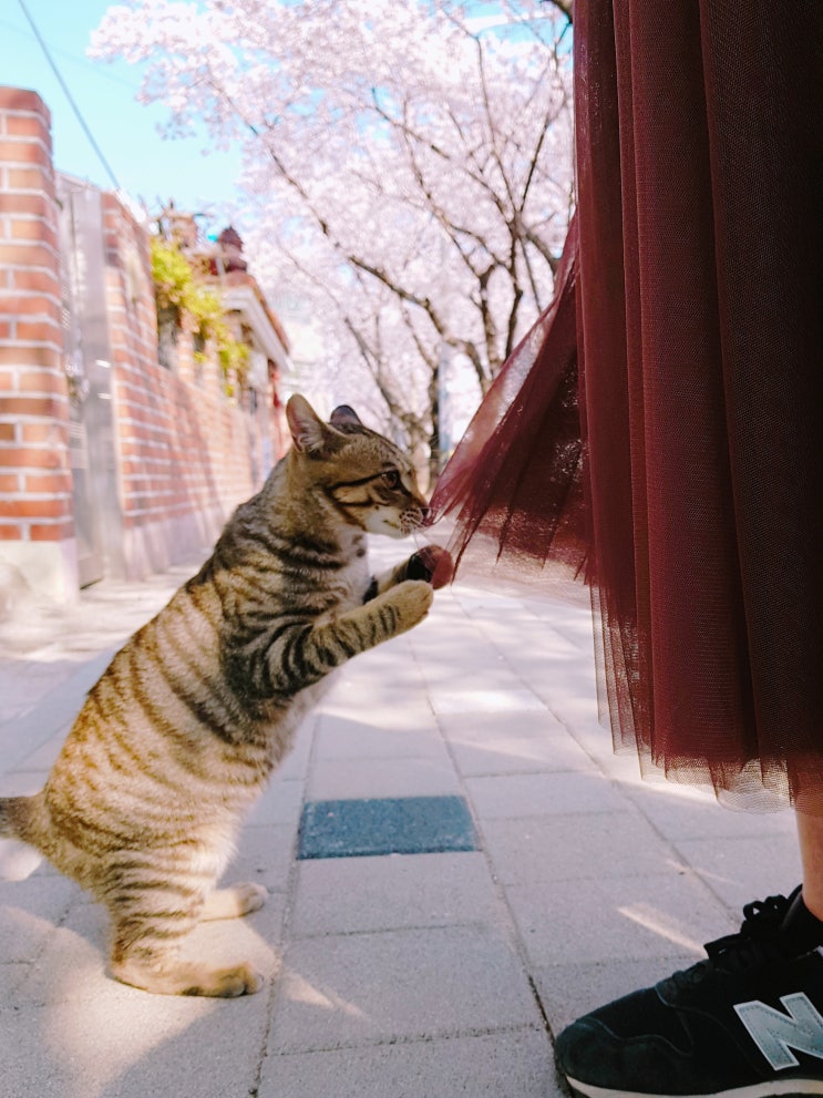 경남 진해여행 벚꽃명소 경화역공원 꽃놀이 <카페CCD> 근처에서 본 귀여운 고양이.∗̥⁺˚