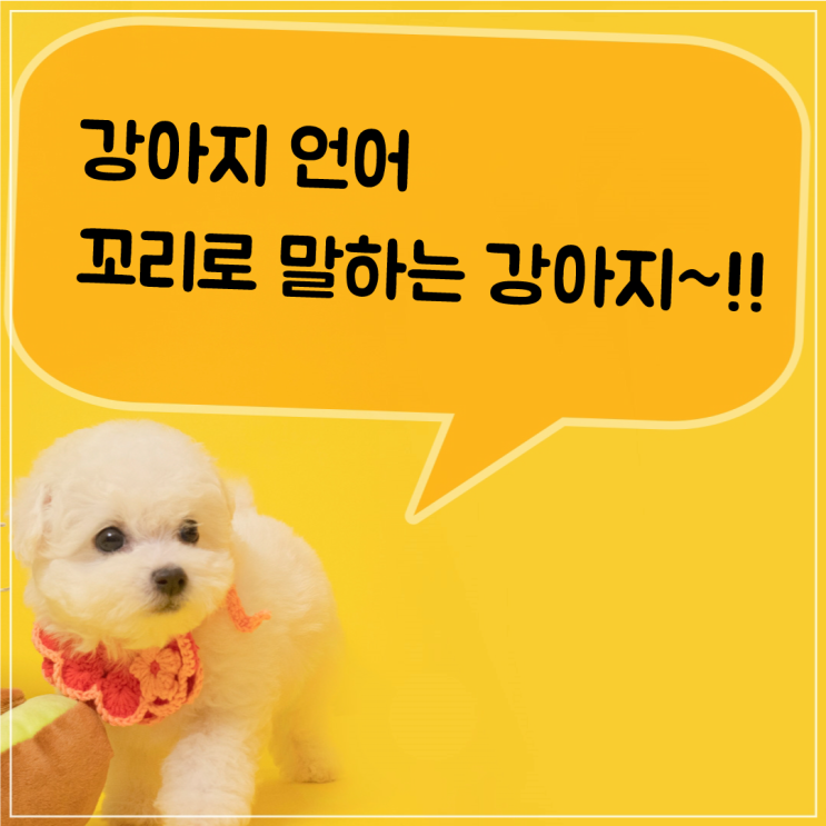  강아지 언어 꼬리로 말하는 강아지~