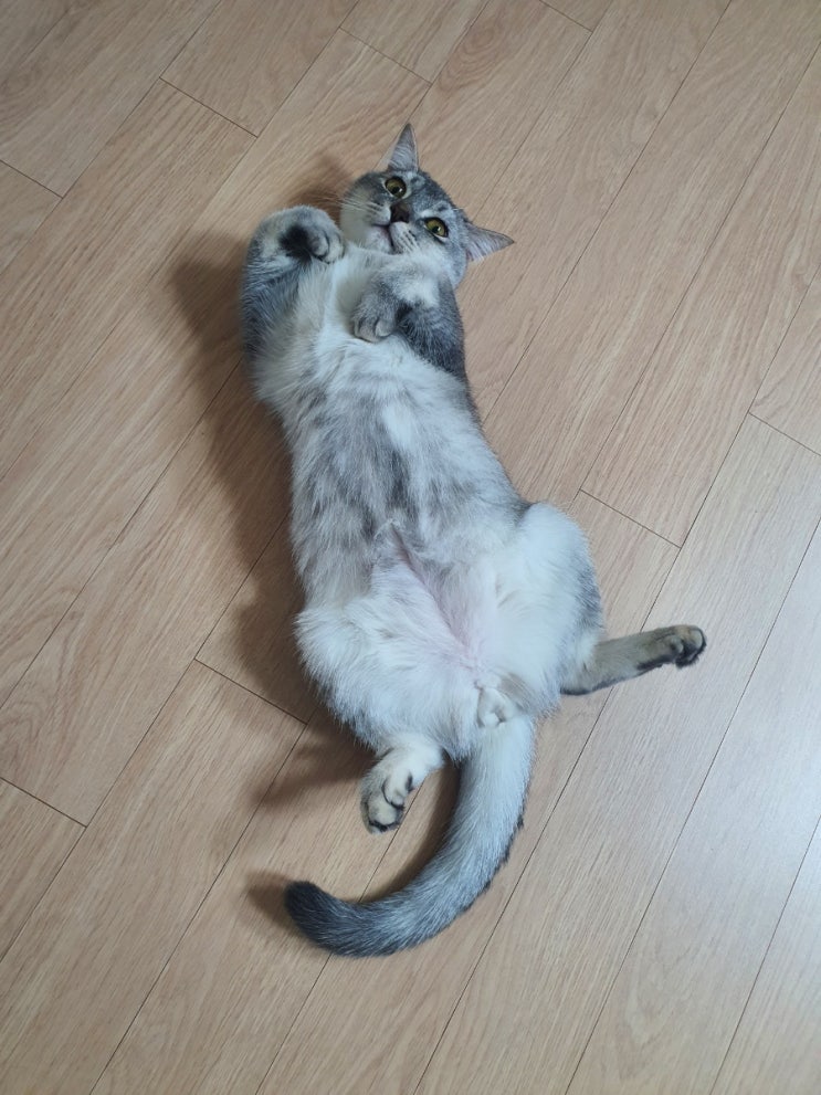  배까고 주무시는 고양이(브숏)