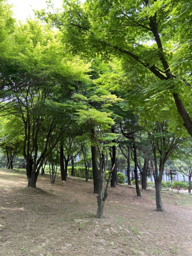  일일 권장 초록량 충전