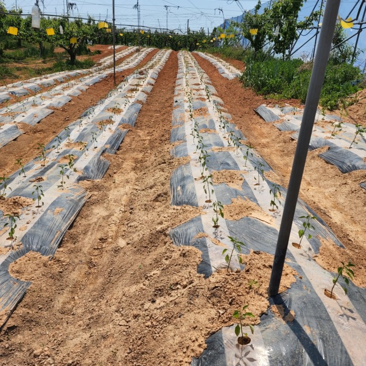 유기농 농장 일상 - 유기농 고추 심기 & 배