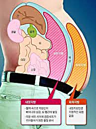  지방 강력한 에너지 쿠션 뼈와 근육 보호 비만 호르몬 기름 흡수 세포 막 비타민 B2