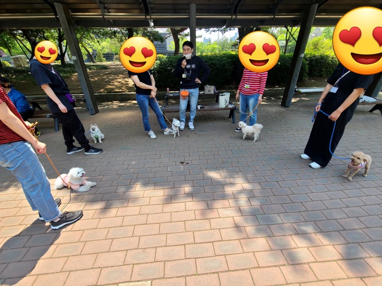 브리딩 송파구 그룹산책훈련 후기! 그룹 산책 수업이 올공에! 브리딩 송파구 그룹산책훈련 후기! 그룹 산책 수업이 올공에!