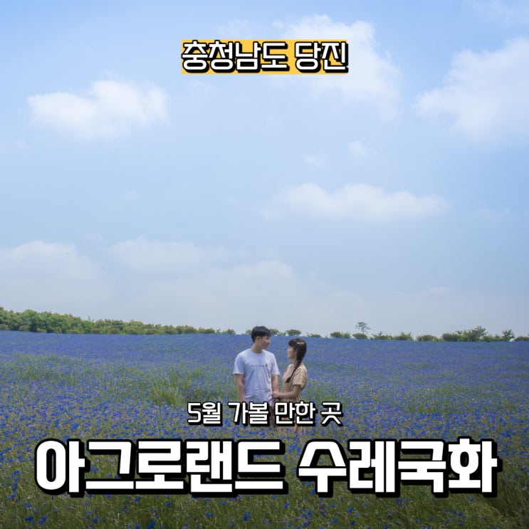  [충청남도] 당진 5월 가볼 만한 곳, 아그로랜드 수레국화 보러 가요!(입장료 있음)