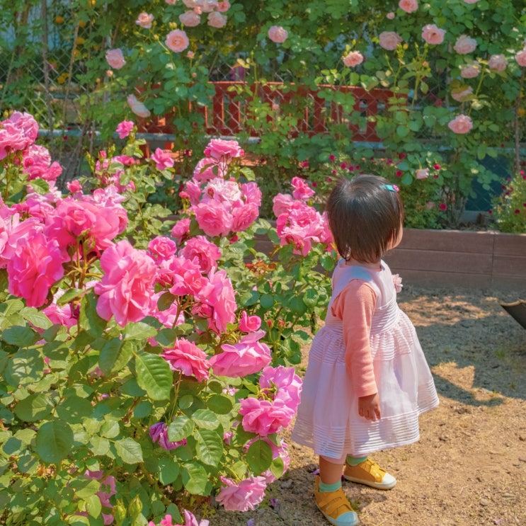  부산 화명동 장미공원 , 장미원 꽃길 만개 데이트