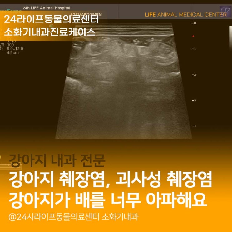 강아지 췌장염 치료 : 노령견 괴사성 췌장염 치료, 췌장염 수치 잡으려면? 대구24시동물병원 라이프동물의료센터 강아지 췌장염 치료 : 노령견 괴사성 췌장염 치료, 췌장염 수치 잡으려면? 대구24시동물병원 라이프동물의료센터