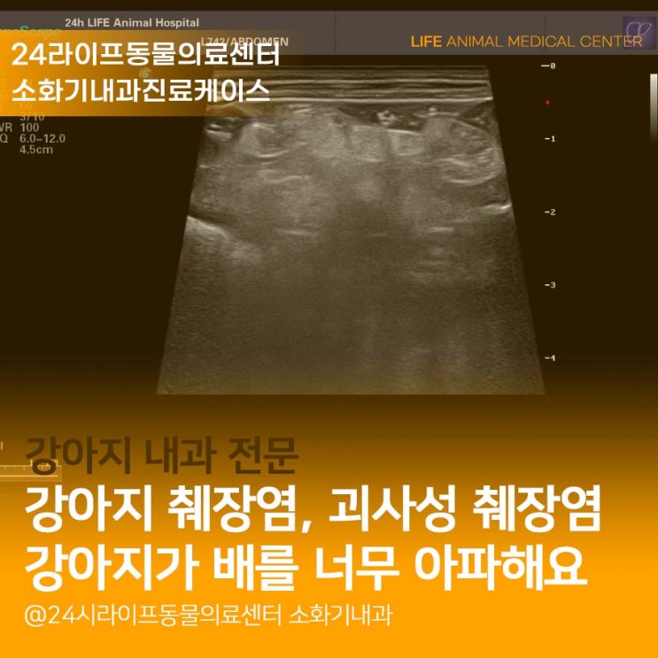 강아지 췌장염 치료 : 노령견 괴사성 췌장염 치료, 췌장염 수치 잡으려면? 대구24시동물병원 라이프동물의료센터