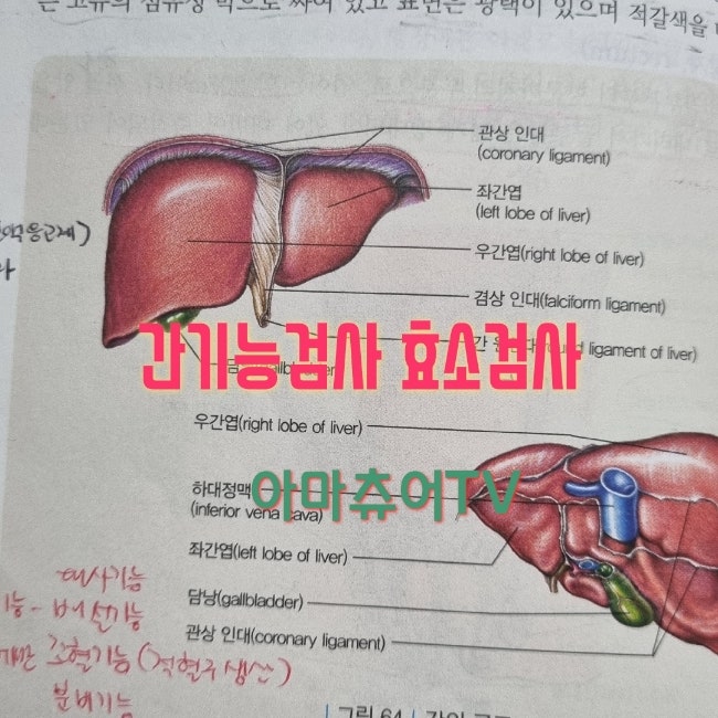 간기능검사는 효소로 보는 거였어 간기능검사 정상 범위와 해석