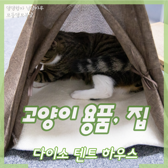  다이소 고양이 용품 텐트 하우스, 집 하나 장만했어요