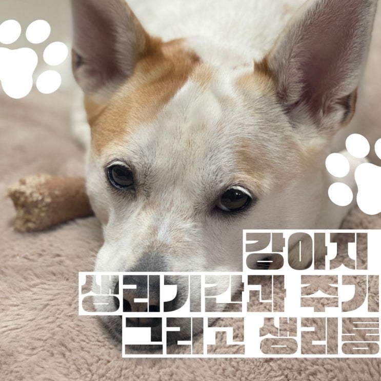 강아지 생리 기간과 주기 그리고 생리통에 대해서