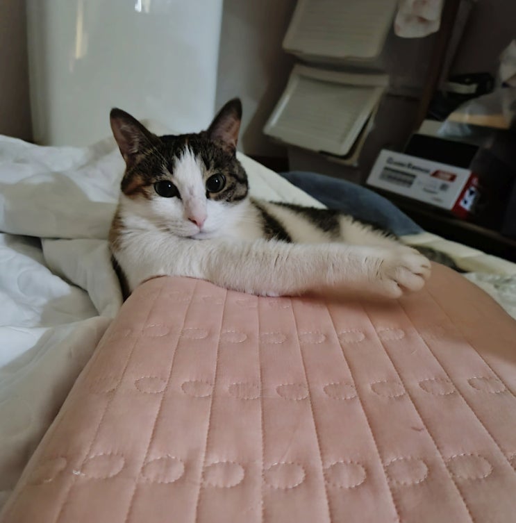  삼색고양이 성격, 반려묘 이야기