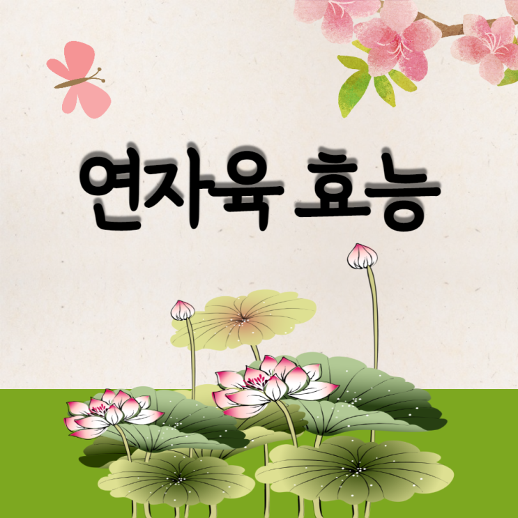 연꽃씨 연자육 효능 연자육차 먹는법 부작용 주의 연꽃씨 연자육 효능 연자육차 먹는법 부작용 주의