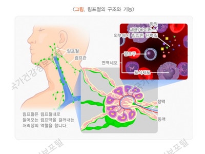 림프부종 림프순환에 필요한 순간들! : 네이버 블로그