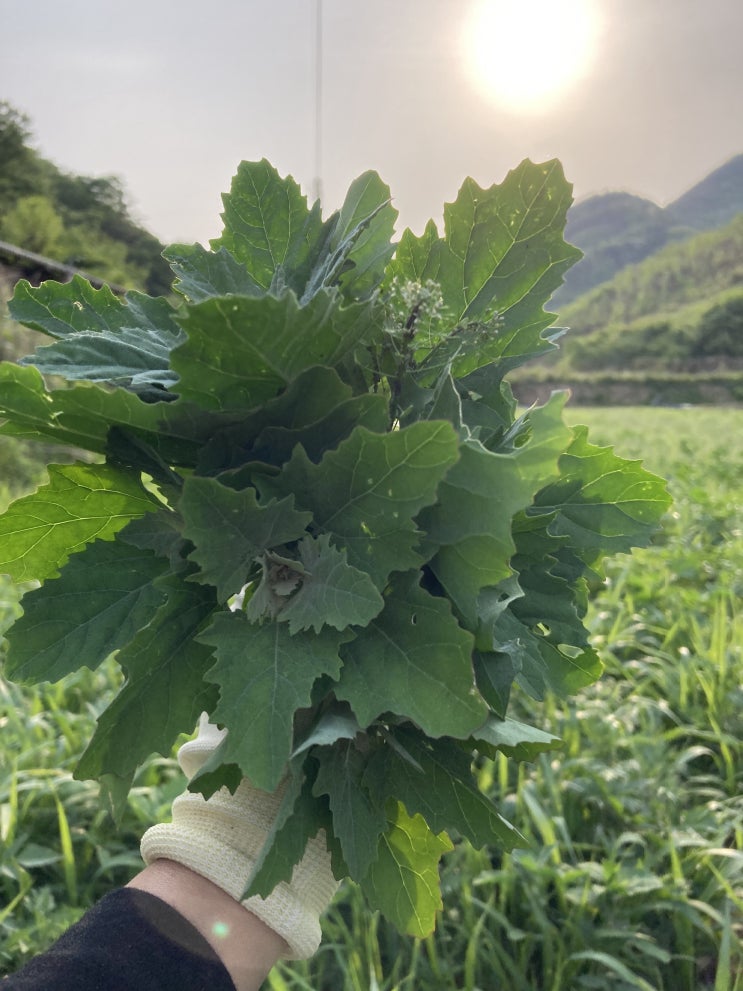  [찐촌바이브] 산나물 트래킹: 5월의 명아주편 체험